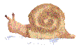 Caracol